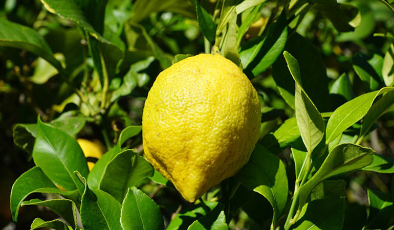 Promo citronnier Nice